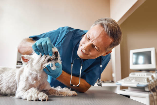 Best Same-Day Emergency Dentist in Colonial Heights, VA